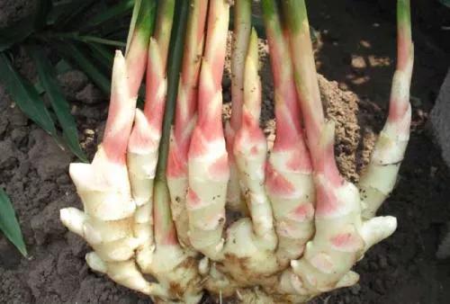 生姜施肥用硫酸钾还是硝酸钾好,七至八月份生姜怎样施肥管理