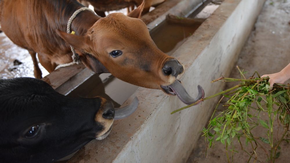 秋季养牛注意事项和禁忌,养牛户要注意哪些