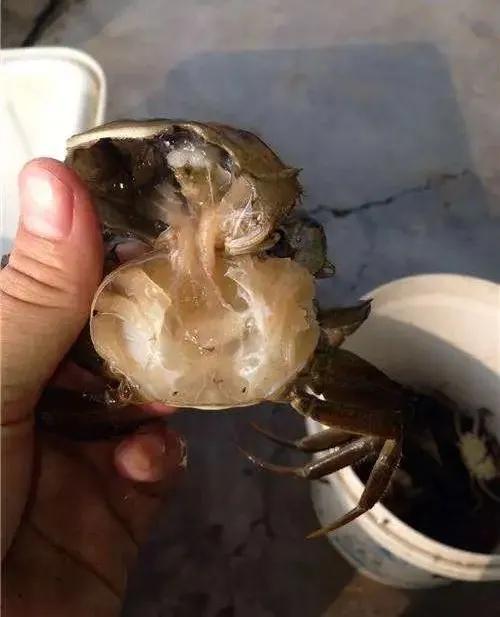 河蟹高蛋白饲养,河蟹肝脏发黑