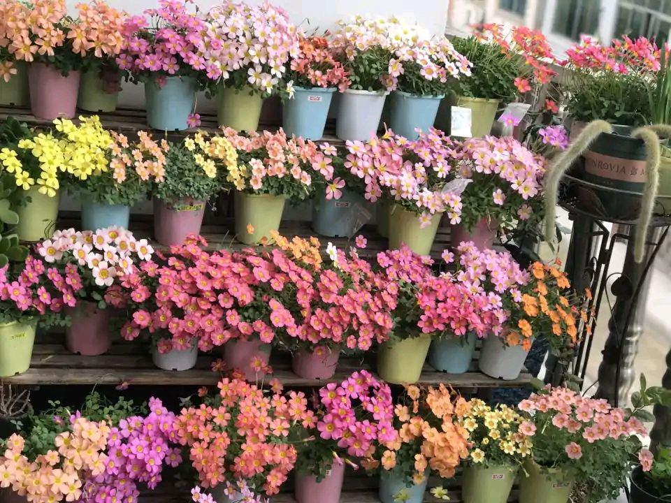 这8种花你不要乱浇水,新手种花品种推荐