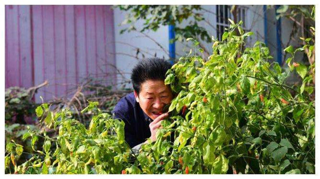 中国辣王李永志一天五斤,中国辣王李永志吃辣椒面不改色