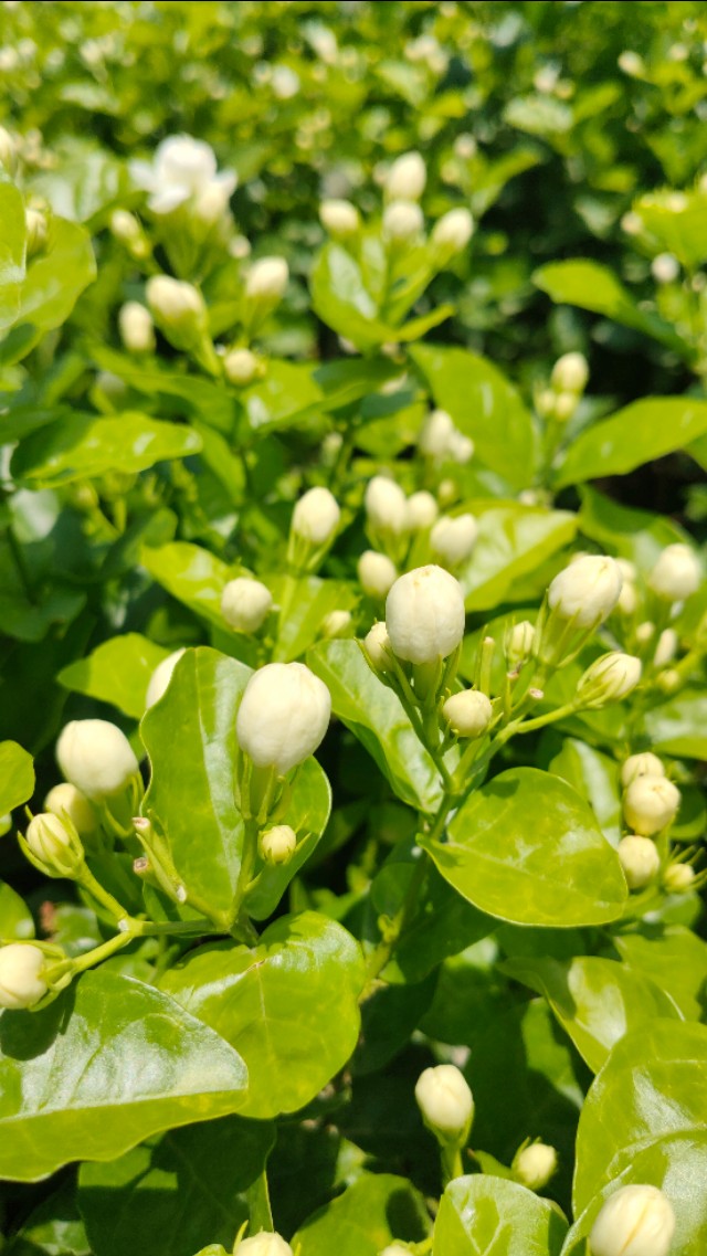 福州茉莉花基地,茉莉花盆栽基地直销