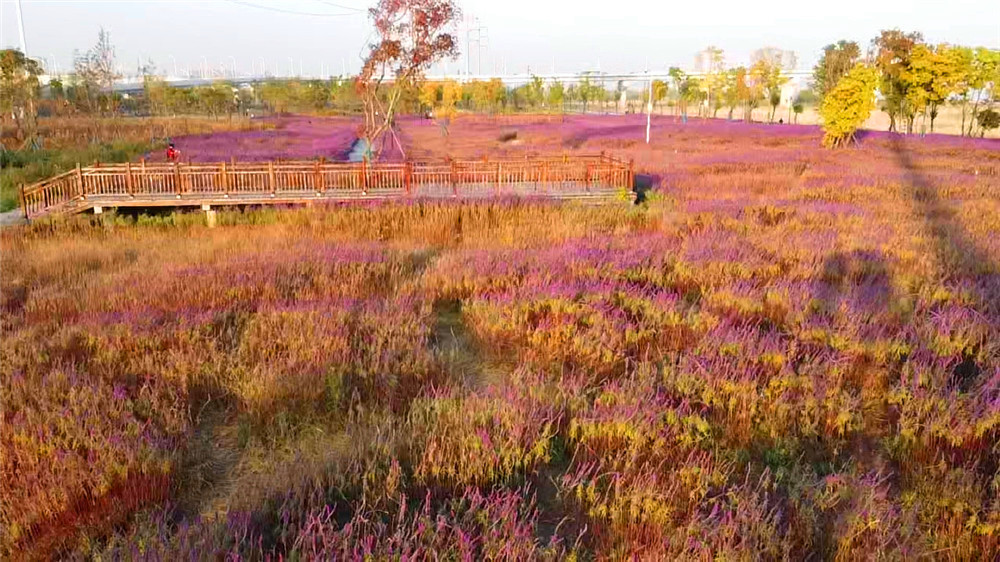 汉口江滩四期向游客开放,武汉打卡江滩公园