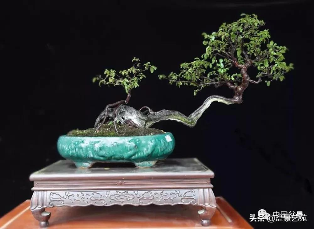 雀梅盆景艺术鉴赏图片,红芽雀梅盆景冬天怎么养护