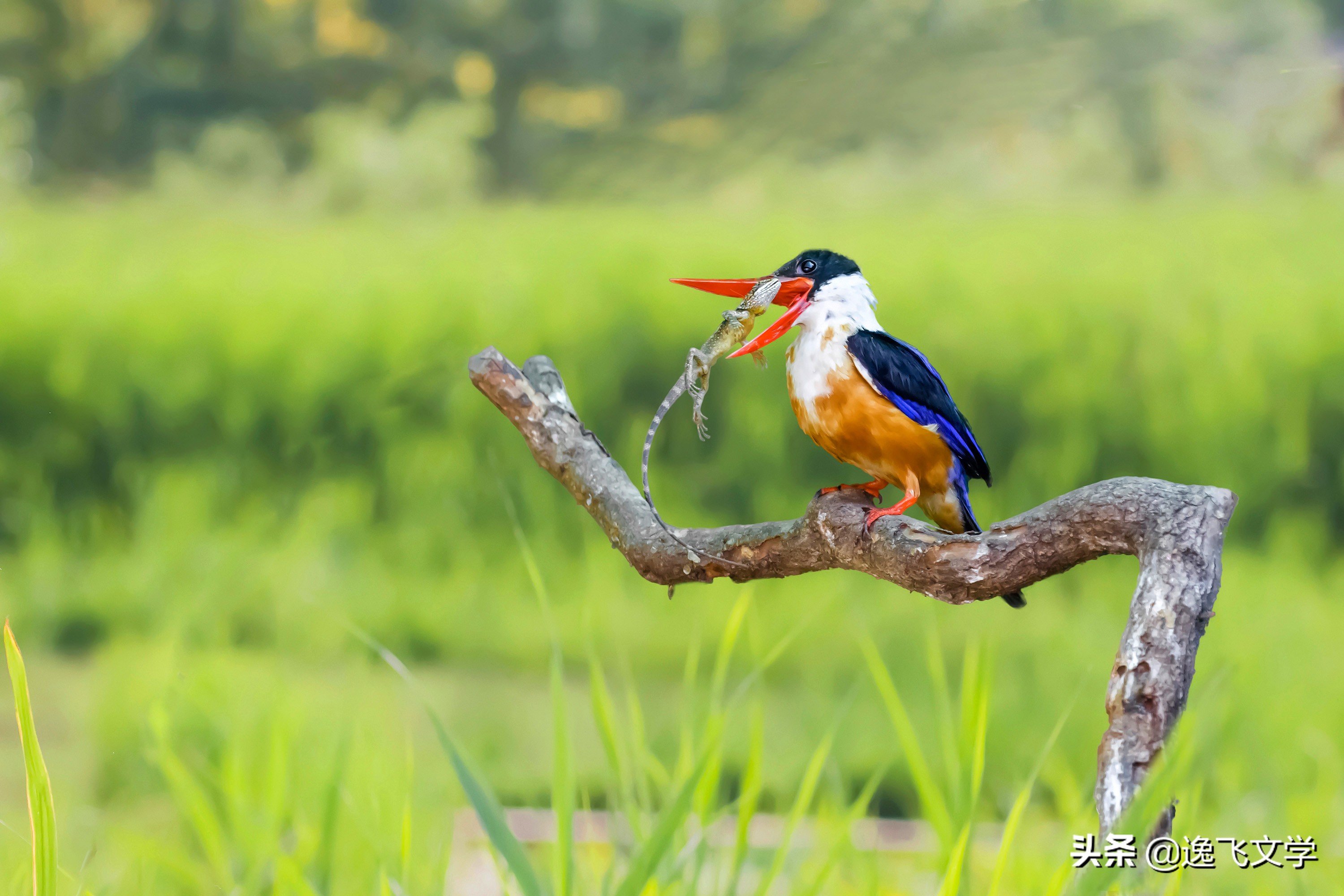 摄影纪实战争,摄影现代战争