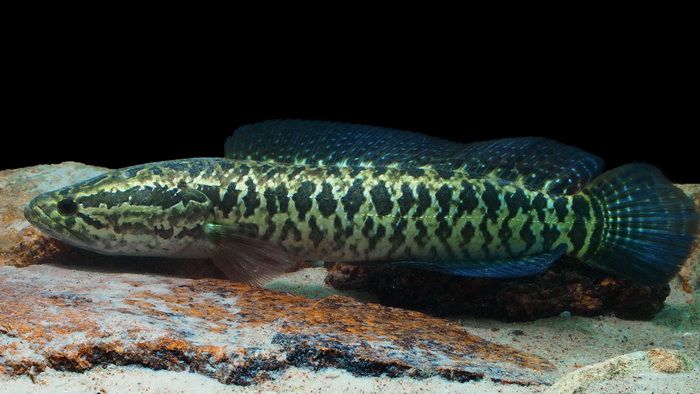 <html>
<head><title>502BadGateway</title></head>
<body>
<center><h1>502BadGateway</h1></center>
<hr><center>nginx</center>
</body>
</html>
<!--apaddingtodisableMSIEandChromefriendlyerrorpage-->
<!--apaddingtodisableMSIEandChromefriendlyerrorpage-->
<!--apaddingtodisableMSIEandChromefriendlyerrorpage-->
<!--apaddingtodisableMSIEandChromefriendlyerrorpage-->
<!--apaddingtodisableMSIEandChromefriendlyerrorpage-->
<!--apaddingtodisableMSIEandChromefriendlyerrorpage-->
