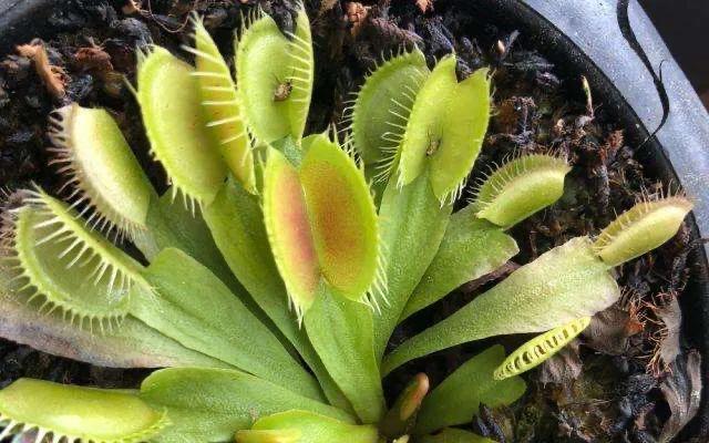 捕蝇草怎样才是健康的,捕蝇草如何排出身体内产生的废物