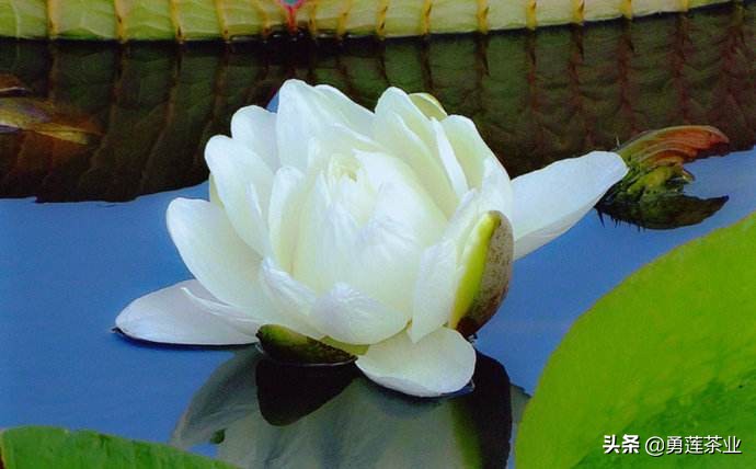 古今贤文劝学篇朗读,古今贤文增广贤文全文解读