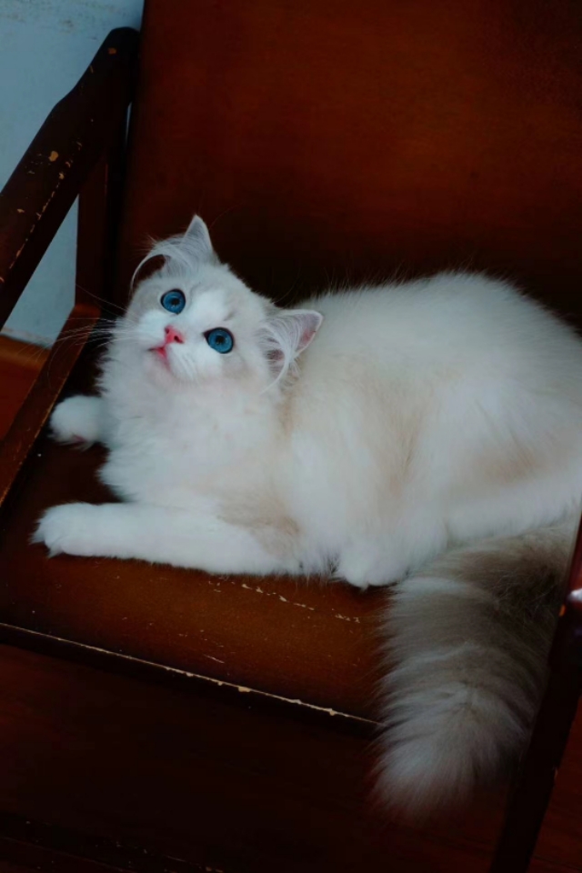 七夕了给自己买个兰蔻196,送给自己的第一支兰蔻