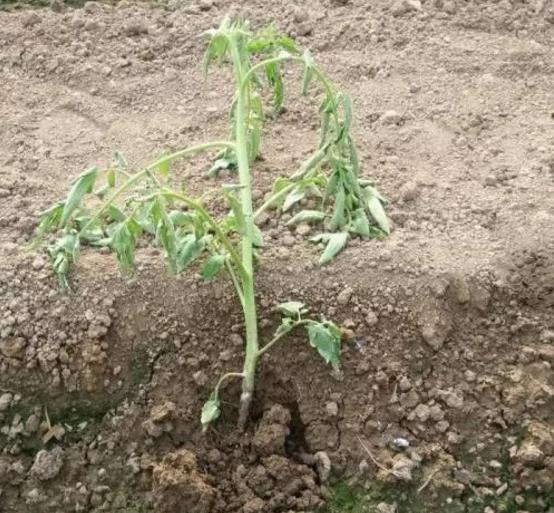 番茄出现黑杆和烂叶是什么病,番茄黑杆病怎么治