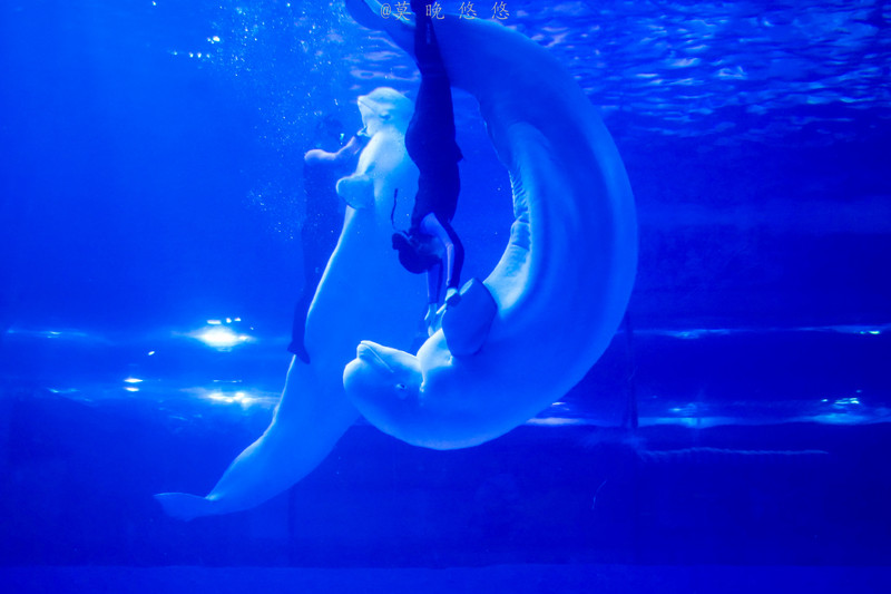 海洋极地海洋世界攻略,正佳极地海洋世界白鲸海象