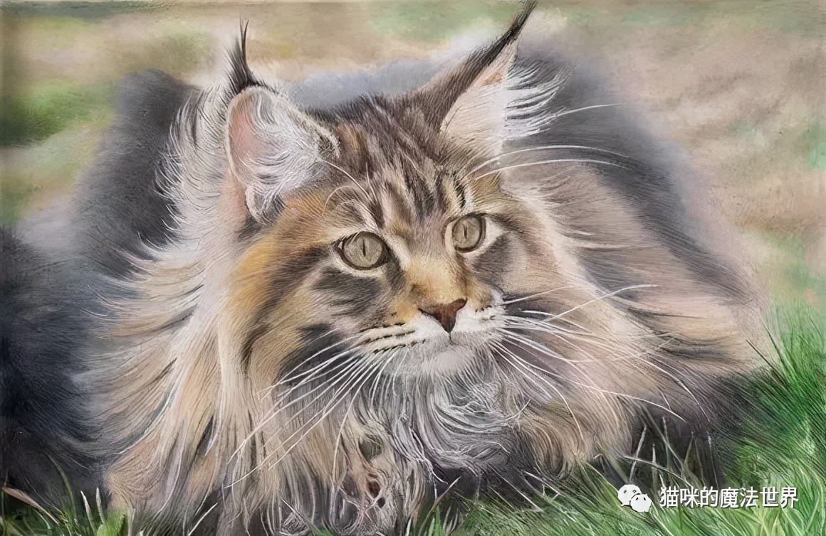 猫咪品种大盘点,猫咪品种大全100种