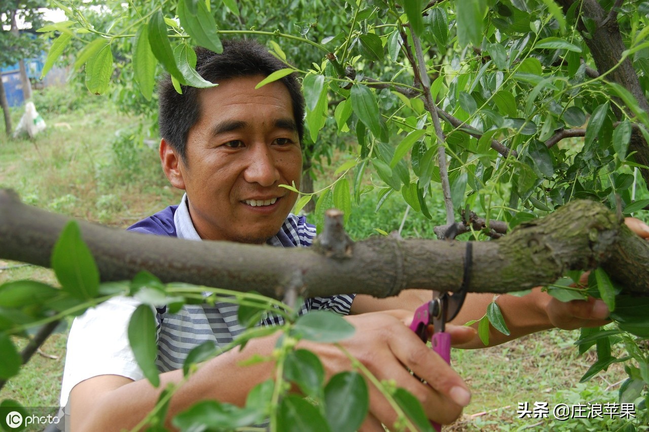 果树环切促增产技术,枣树环割增产增收