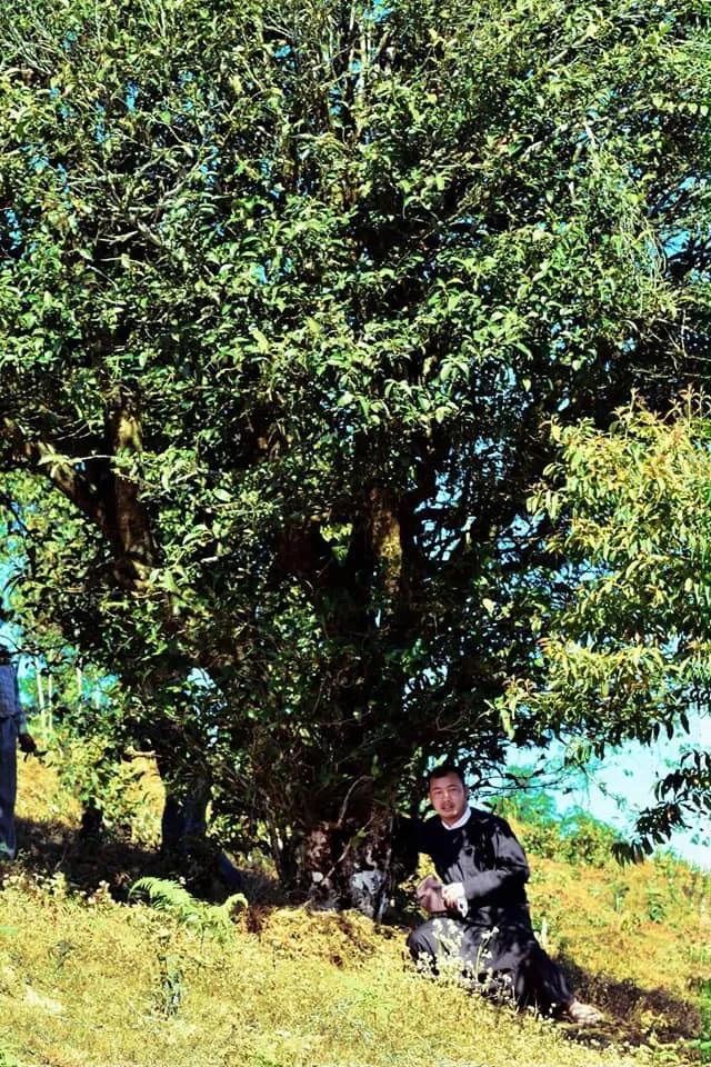 掸邦古茶树,缅甸东枝古树茶树