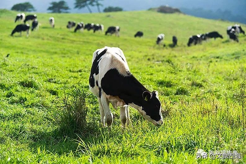 你知道奶牛的一生有多痛苦吗,我们喝牛奶却不知道牛奶从何而来