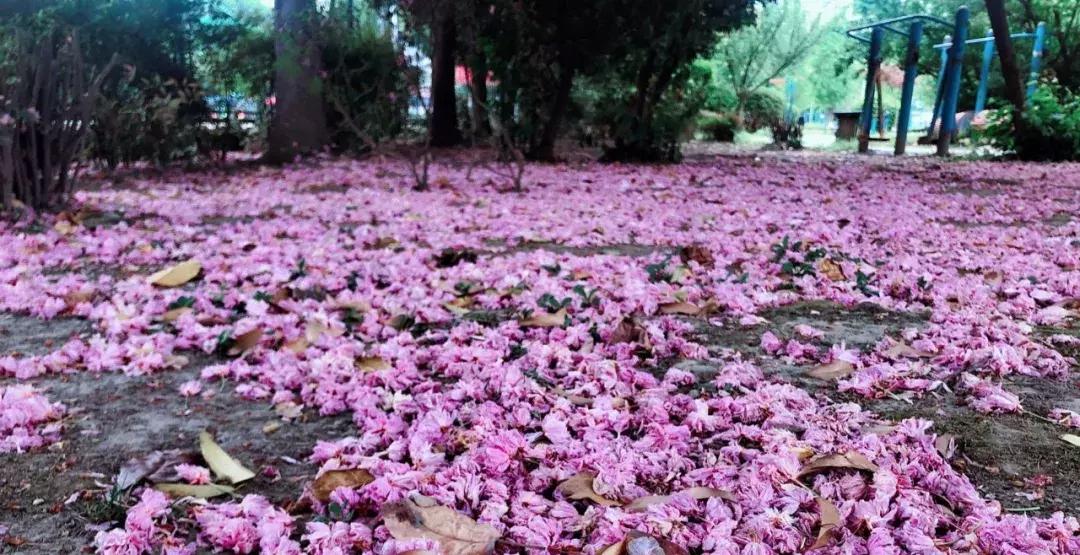 鍙屾祦鍛ㄨ竟缇庨鍏洯,鎴愰兘鍙屾祦缇庨鍏洯