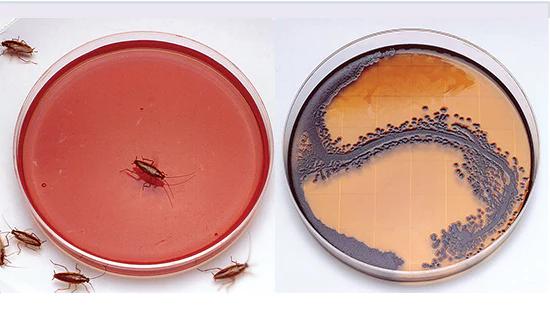 蟑螂为什么喜欢在插座底下下崽,蟑螂为什么喜欢钻入耳朵