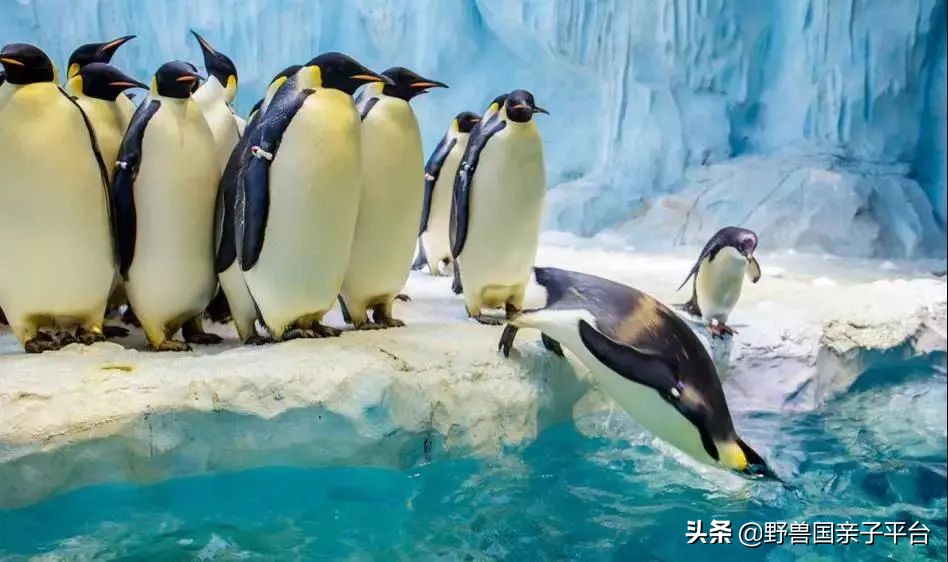 去哪里买长隆的票最划算,节假日游长隆如何少排队