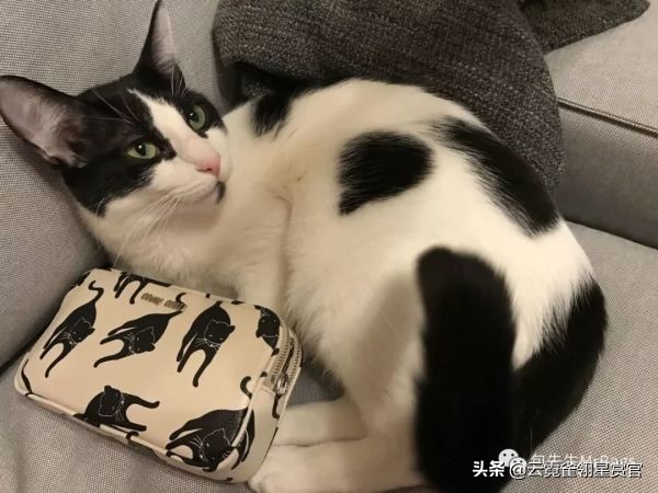 超好看的宠物包,好看又大的宠物包