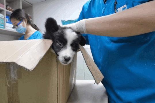 卡布：来自一只三个月大的边境牧羊犬，一封遗留在人间的草稿