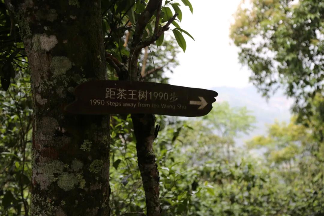 「茗边聚焦七彩云南·庆沣祥系列报道之③」浅谈百山百味