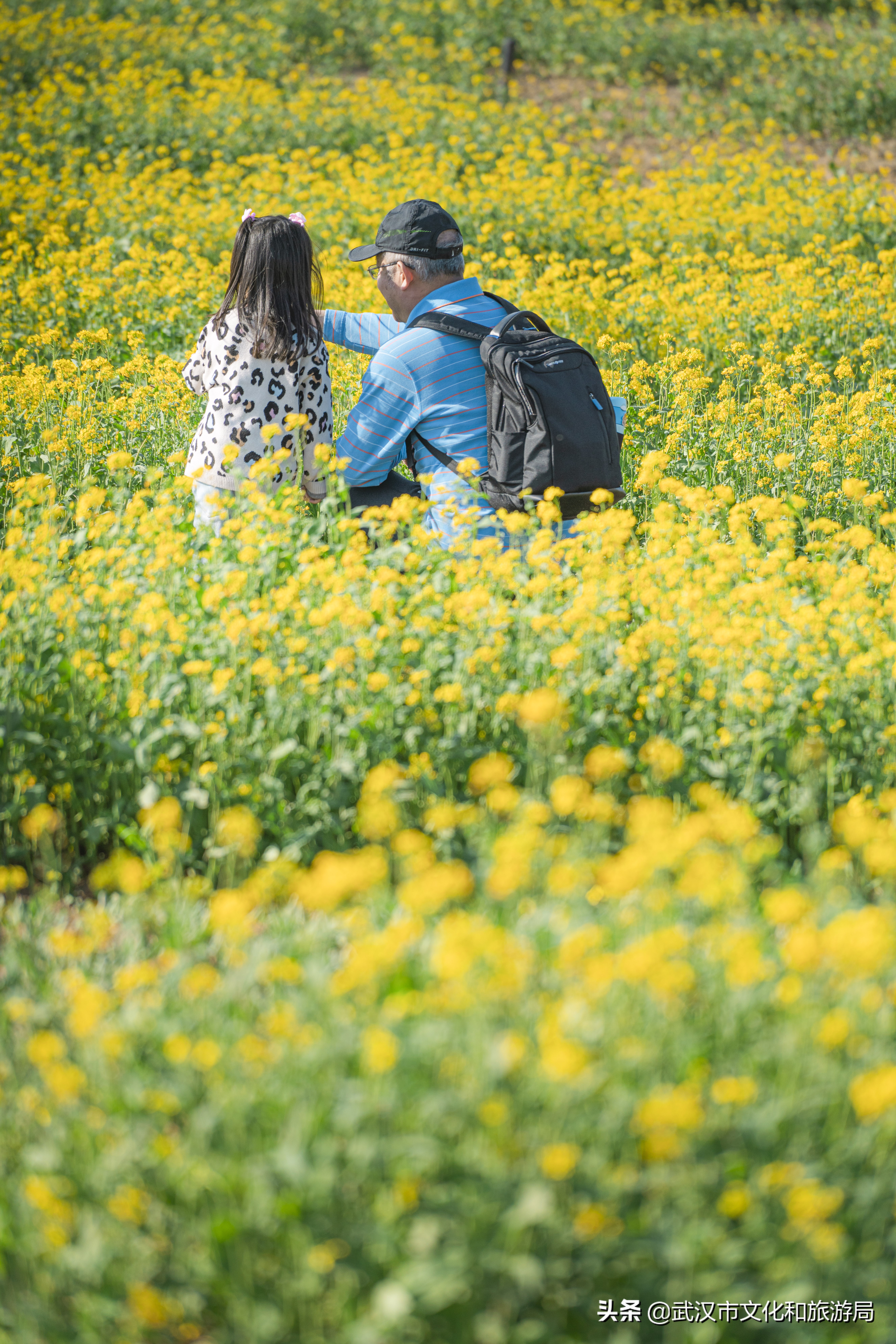 十大赏樱花胜地,赏樱必去武汉四大绝美樱花园