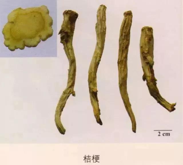 中药材图片大全大图带药名,200多味中药材图谱带图