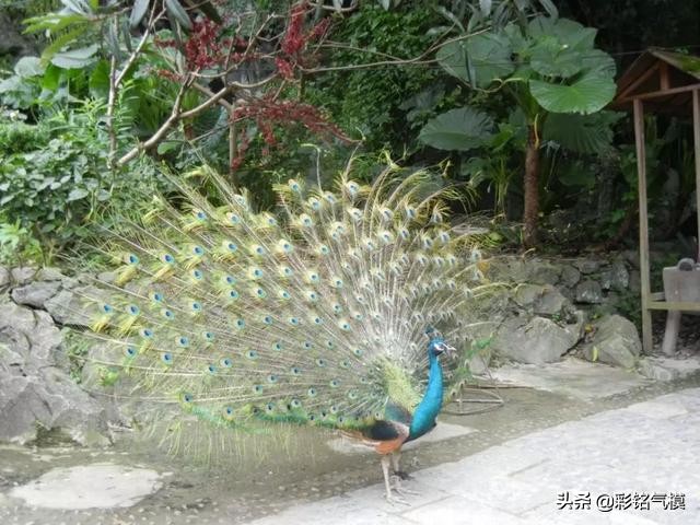 抚州迪士尼嘉年华,抚州童梦乐园门票