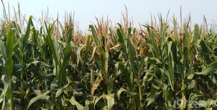 玉米花生种植高产技术,玉米高产高效种植技术