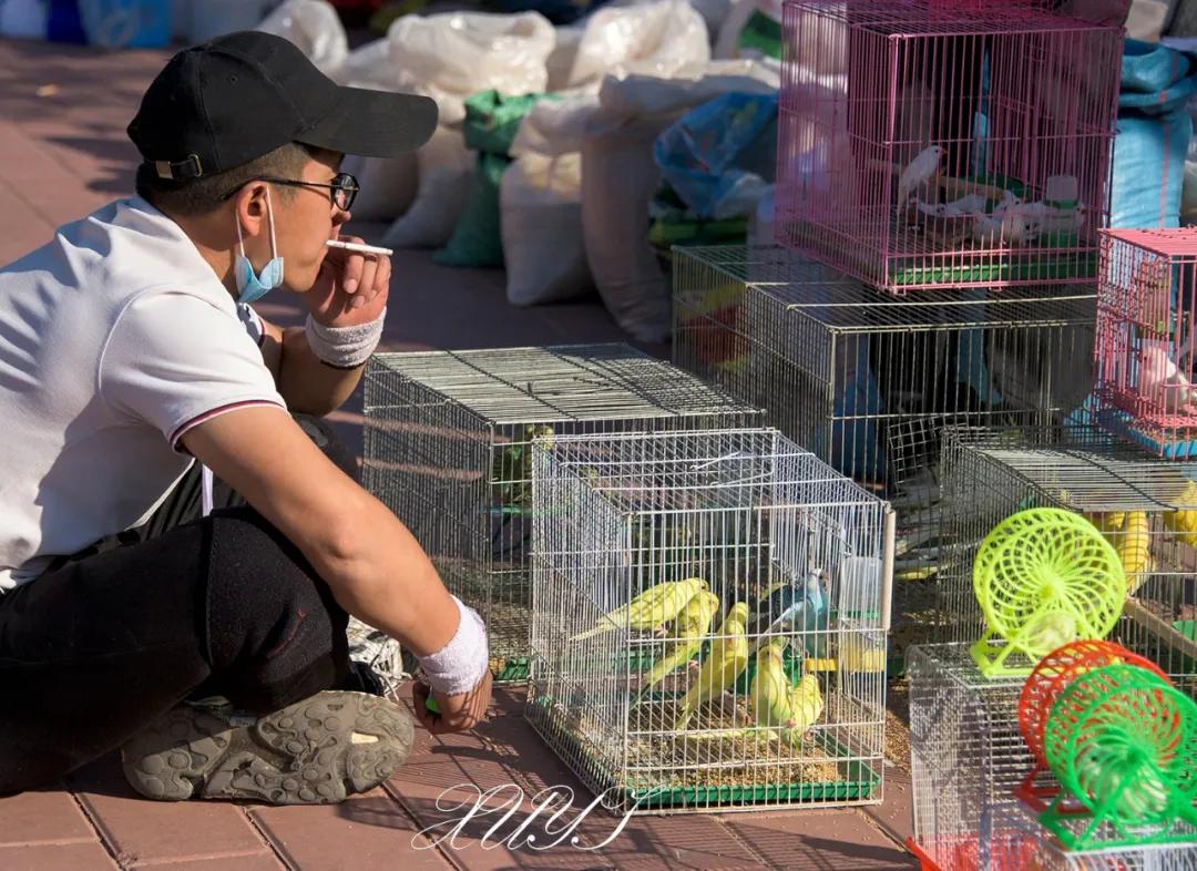 天津徐庄子宠物市场,天津北辰小街桥下宠物市场