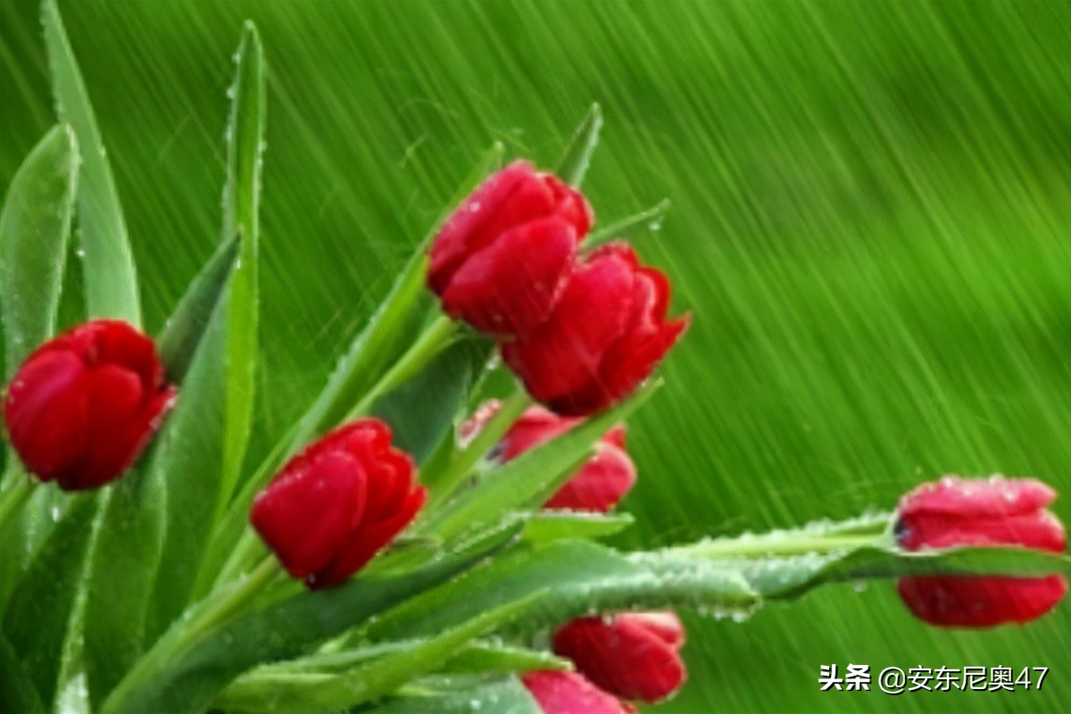 郁金香的花语象征与寓意,郁金香的花语寓意着纯洁的爱情