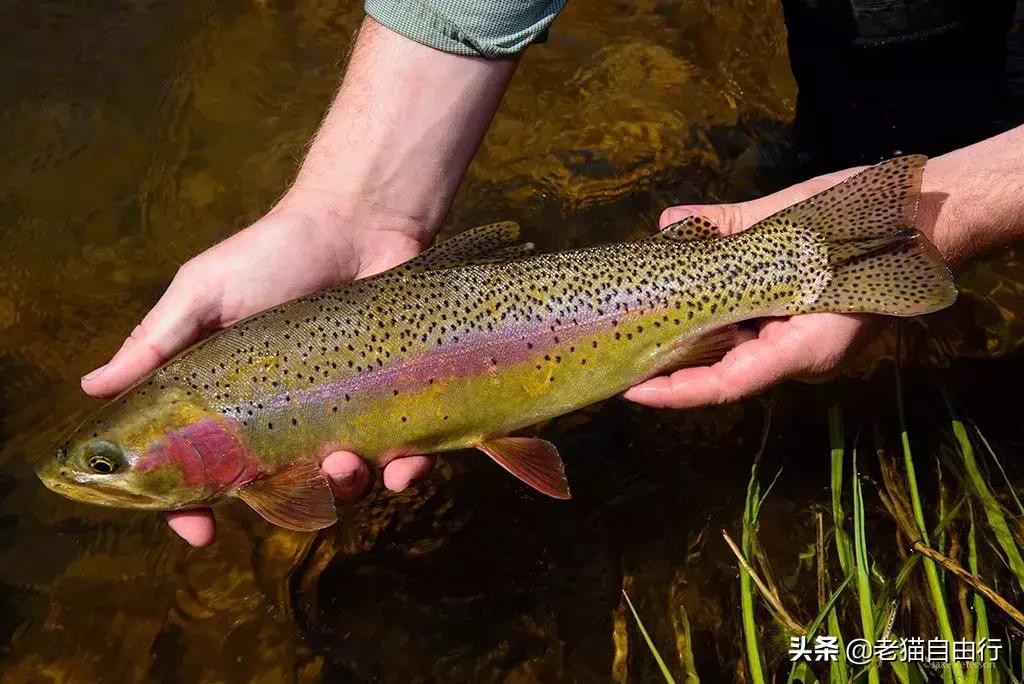 越南自由行旅游攻略路线推荐,越南自由行攻略详细图解