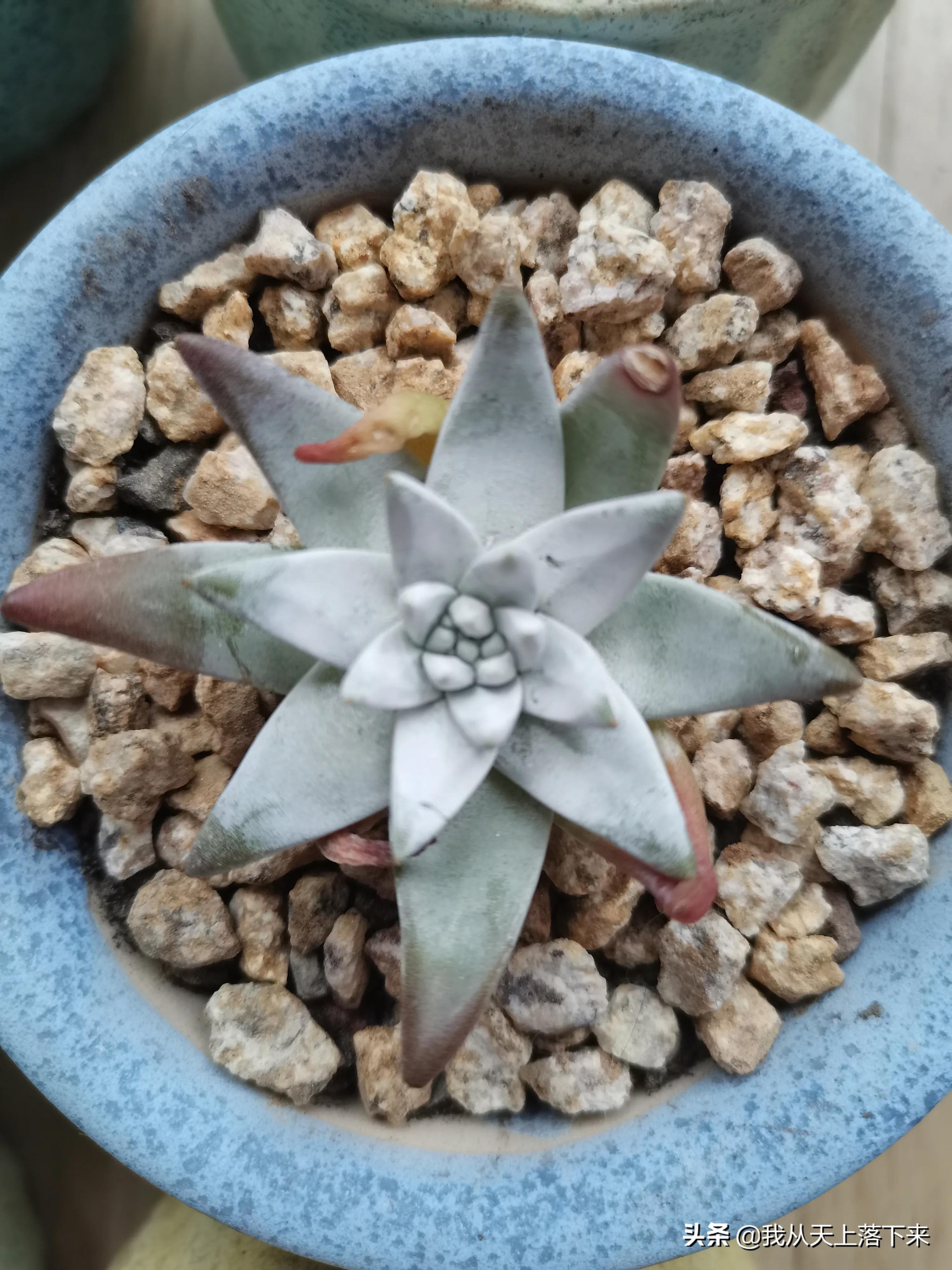 89种常见多肉植物品种图，实物拍摄，还不认识的小伙伴赶紧收藏好