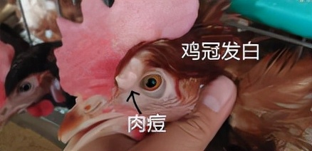 新玉米丰收！捣“蛋”鬼霉菌毒素也来了