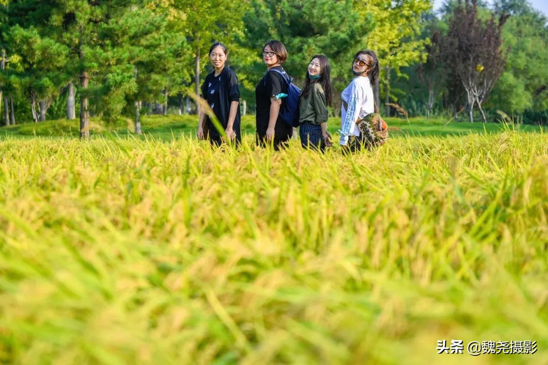 北京北坞公园里的京西稻又熟了，曾经只有皇上才能吃上这儿的大米