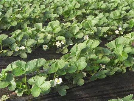 鉴别假化肥的方法,还有哪些辨别假劣化肥的方法