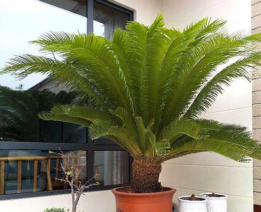 养铁树最好的方法,家庭养小型铁树