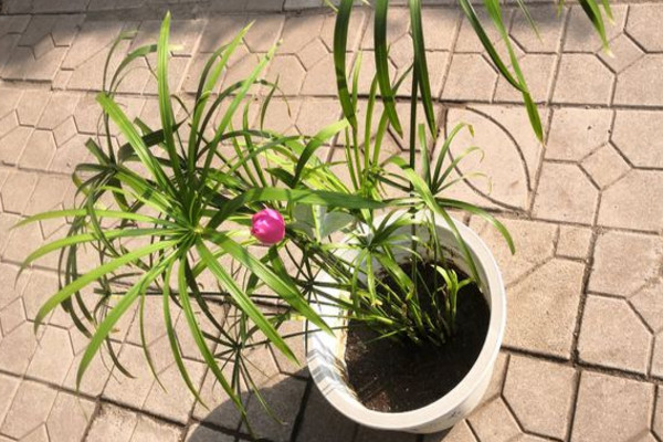 水竹叶子尖黄咋回事,水竹叶子又小还发白怎么办