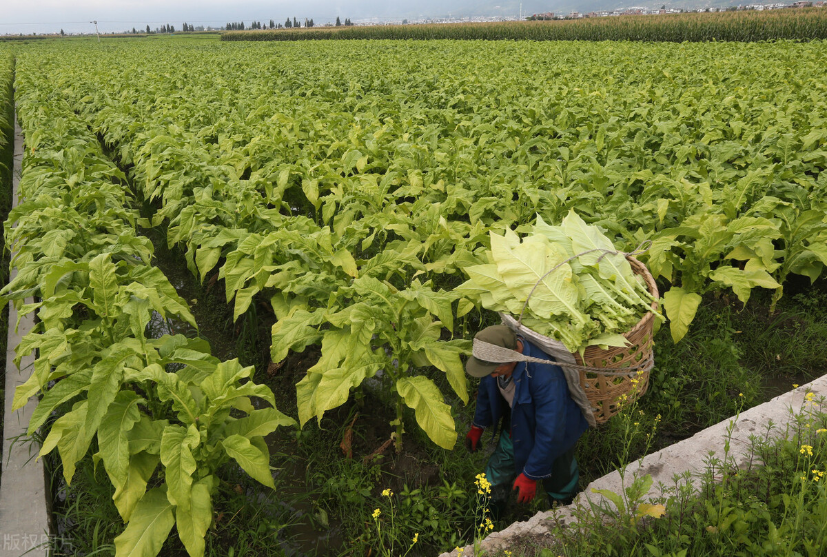 襄城县烟叶王国的故事,襄县烟叶来历
