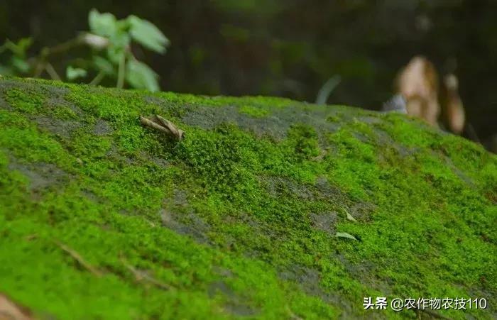 蔬菜大棚长青苔用什么药,大棚地上长青苔用什么办法治