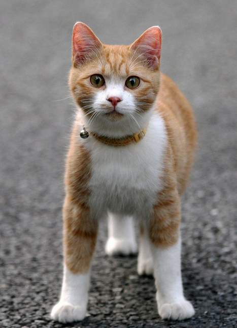 中华田园猫古代名称图鉴,古代人怎么挑选猫