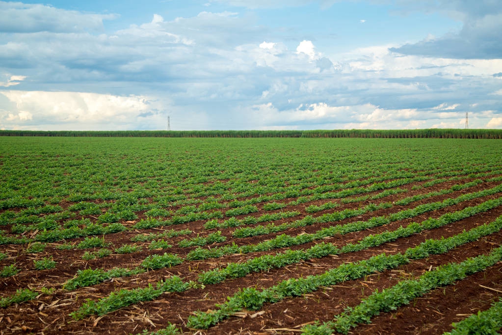 花生缺苗补种能浇水吗,薄膜花生缺苗怎么补救