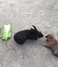 怎样才能养好兔子呢,如何才能养好兔子