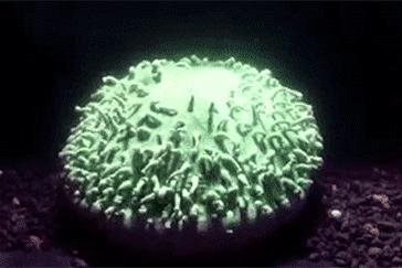 柏林系统海水缸,海缸柏林系统多久完善