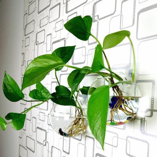 绿萝通用肥可以化成水来浇花吗,绿萝浇什么水施什么肥长得油绿