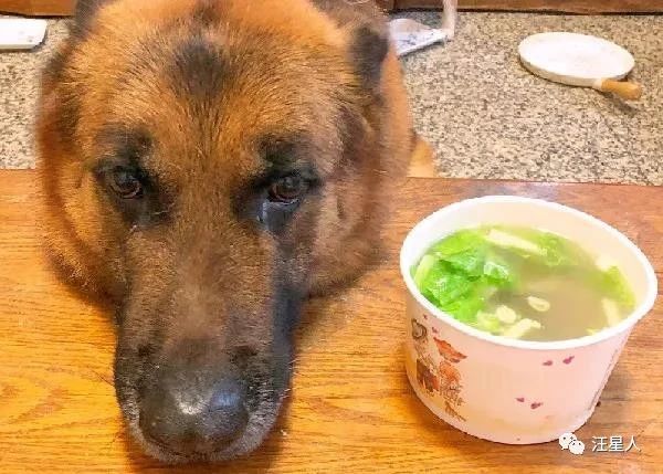 贪吃汪偷喝汤惨叫!“眼眶泛泪”馈头求安慰:舌头烫到了