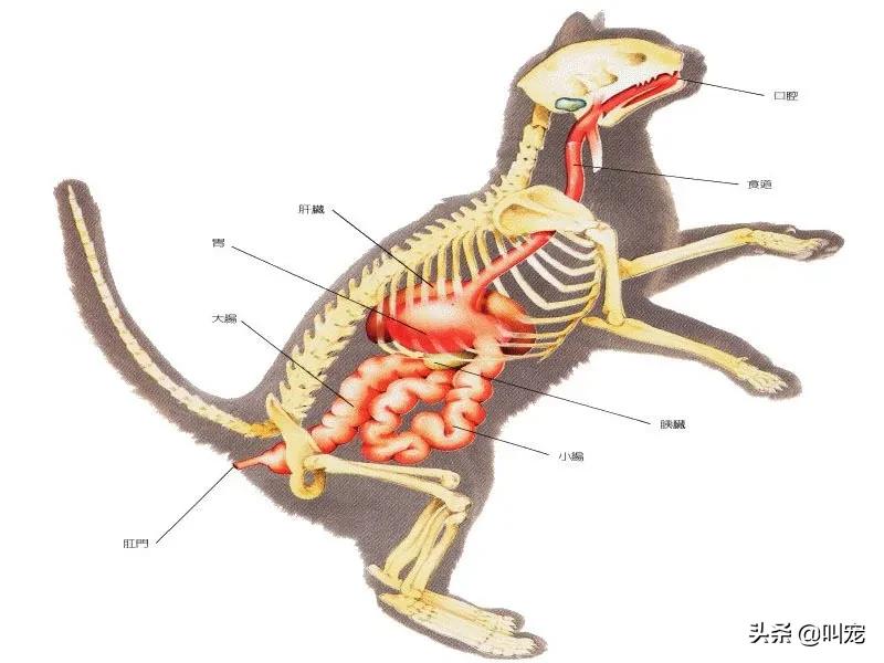 猫食碗每天都要清洗吗,猫咪碗盆脏了用什么洗