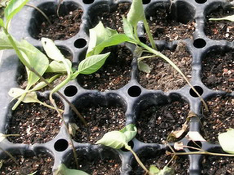 辣椒苗根部长白霉点是什么原因,辣椒茎杆腐烂并长白霉是什么病