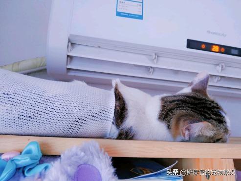 猫咪呕吐不拉稀的原因及处理方法,猫咪不吃还呕吐的原因及处理方法