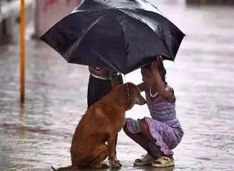 流浪狗1分钟片段,流浪狗认真看完很感动